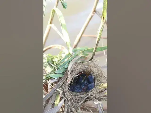 Video thumbnail for Mother Bird With Babies Vira#011 #Nesting #BirdBehavior #BirdWatch #NatureLovers #Wildlife #Birds  #