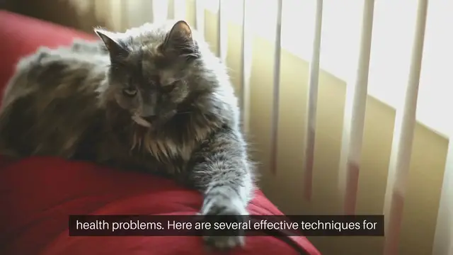 Video thumbnail for Cat Stress Management Techniques