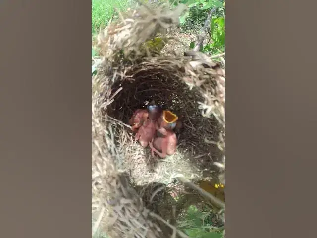 Video thumbnail for Top Babies Wild Bird nest #shorts #birds #birdwatch #topbird #birdeat #babiesbirdlife #birdbaby #