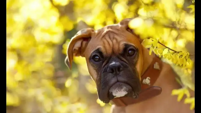 Video thumbnail for Boxer: Male and Female Dog Names