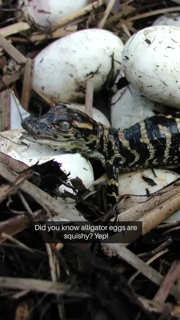 Video thumbnail for Did you know? Alligator eggs are squishy! #shorts #alligator