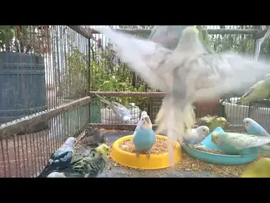 'Video thumbnail for 잉꼬새 가격 비교 어디서 사는 것이 좋을까'