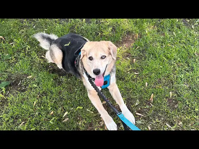 Video thumbnail for Apey and Myah go on a walk