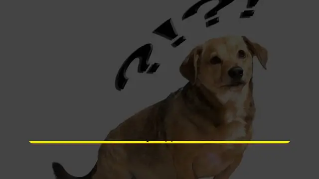 Video thumbnail for Preventing and Treating Dog Bites_ Essential Tips