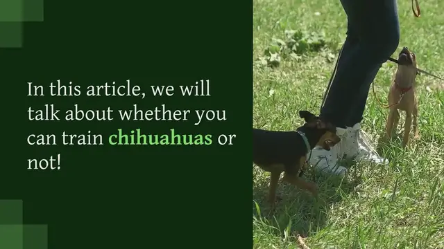 Video thumbnail for CAN YOU TRAIN CHIHUAHUAS – HOW TO DO IT!