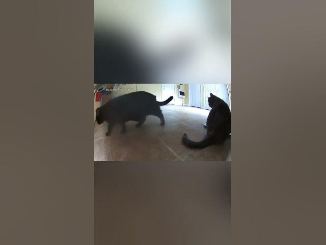 Video thumbnail for ESqueeze Me