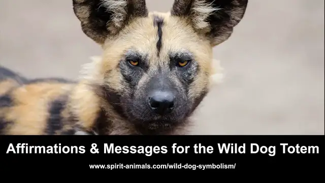 Video thumbnail for African Wild Dog Totem Messages and Affirmations