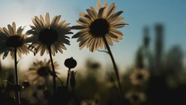 Video thumbnail for 8 Essential Tips for Creating a Stunning Bulb Garden