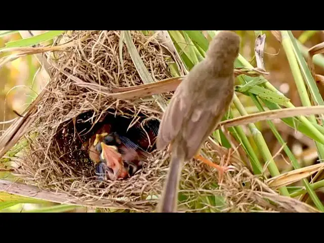 Video thumbnail for Avian Appetite: Mother Bird Brings Home Dinner for Nestlings