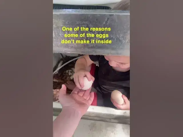 Video thumbnail for At least he helps a lot #LittleHelper #Toddler #FreeRangeEggs #BrokenEgg #Group7