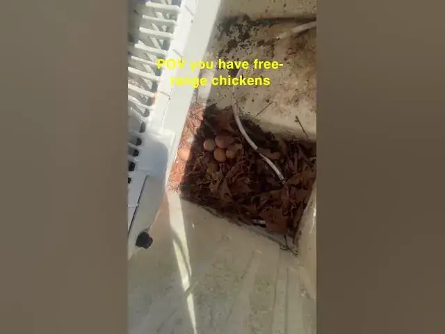 Video thumbnail for They lay in interesting places #Chickens #FreeRange #ChickenFarmers #FreeRangeEggs #Group7