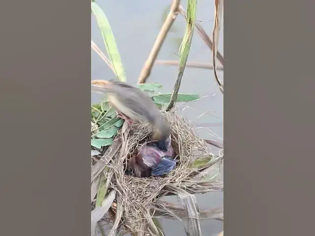 Video thumbnail for Baby bird Cried Eat Grasshopper in Nest EP#245 #Shorts #BabyBirds #CuckooBird #BirdWatching #Nature