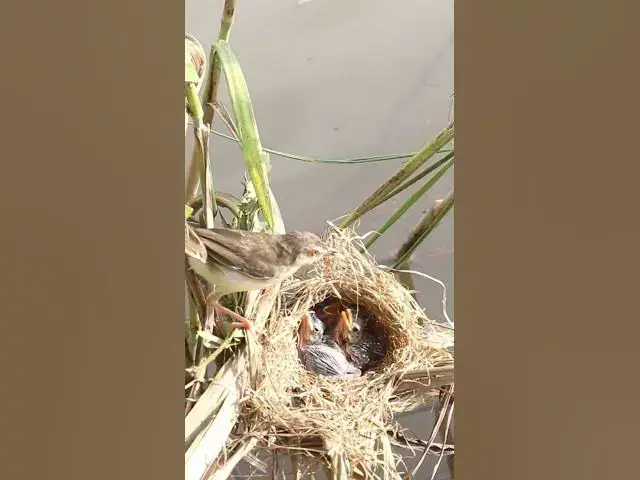 Video thumbnail for Babies waiting eat grasshopper and the ants EP#239 #birds #birdslover #finch #finchfinch #petbird