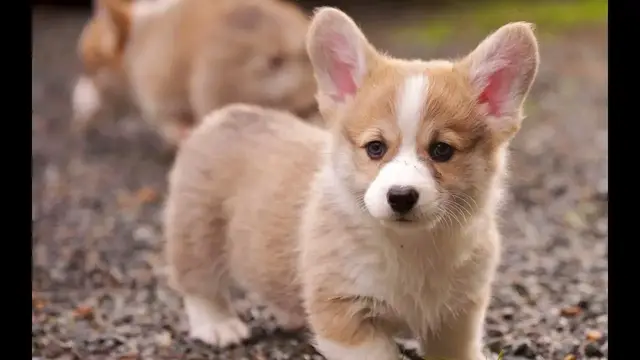Video thumbnail for Are Corgis hard to potty train?