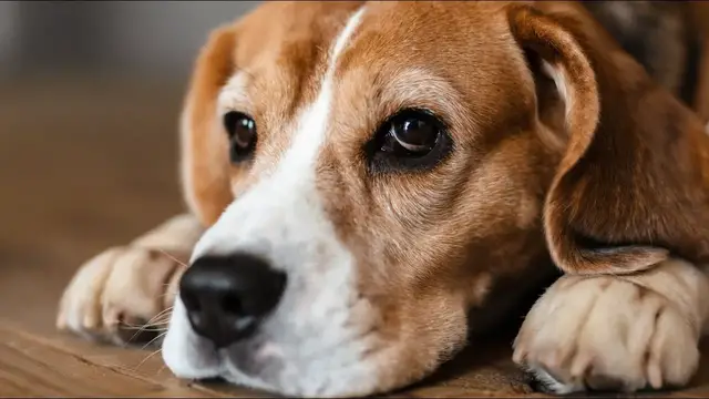 Video thumbnail for How Do You Take Care of a Beagle?