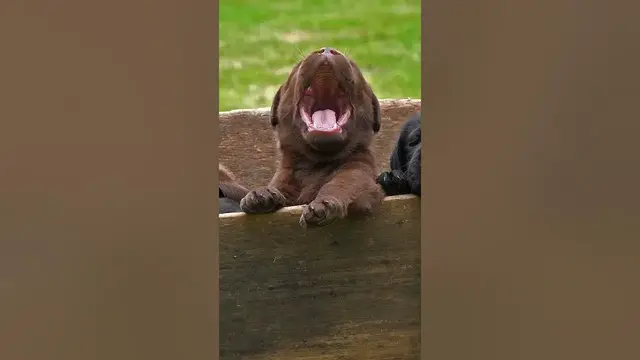 Video thumbnail for Labradors do well with both sole owners or as a part of a family..#shorts