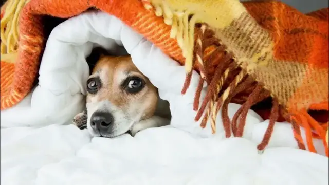 Video thumbnail for Why Dogs Burrow Under the Covers