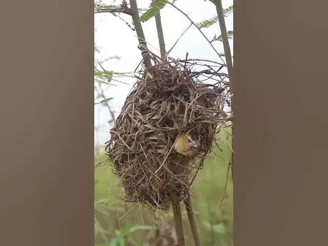 Video thumbnail for Babies Widl Golden Bird AP#008 #nestegg #egglaying #satisfying #nestling  #birds #baby  #nature