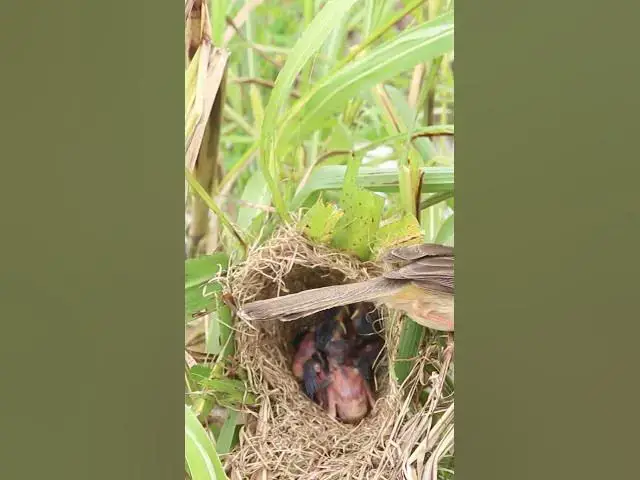 Video thumbnail for Top Bird Feeding  #birdparenting #birdwatching #birdslover #birdspotting #trending #birdsounds