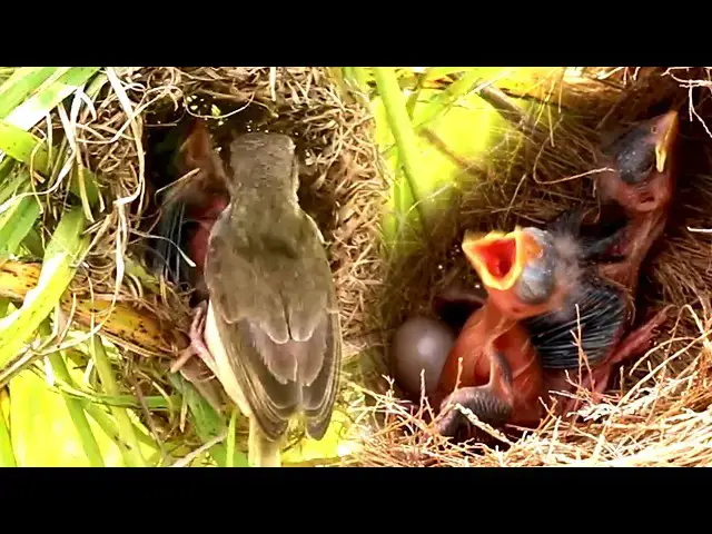 Video thumbnail for Baby Of White-crowned Sparrow Nestling  // White-crowned Sparrow Chick in Nest  @ViralBirdNest