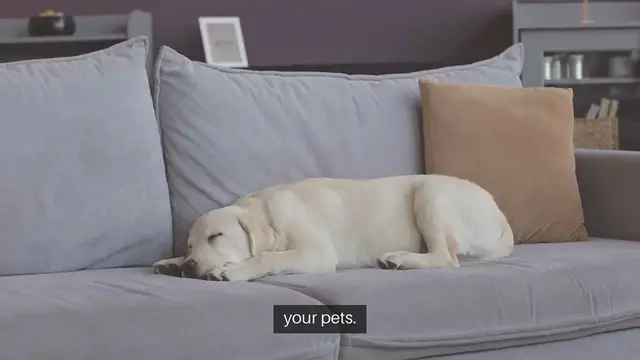 'Video thumbnail for Pet Friendly Home Security Solutions'