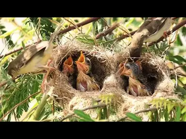 'Video thumbnail for មេចាប ចាប់ចំណី អោយកូនវា ស៊ីក្នុងសំបុក | Babie wild bird eat on nest'