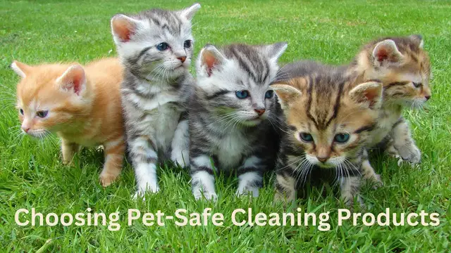 Video thumbnail for Choosing Pet-Safe Cleaning Products