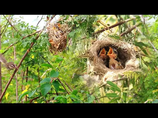 'Video thumbnail for កូនចាបតូច ធ្លាក់ពីសំបុក | Babie small bird failing from nest'