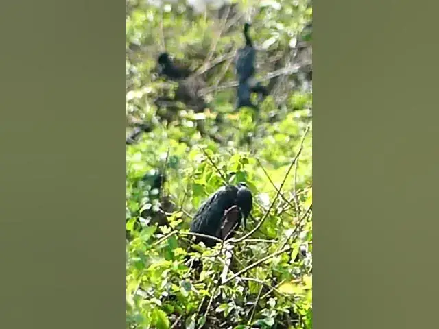 Video thumbnail for Cute Of Bird #BabiesBird  #Feedigbirds #nature #shortvideo #viralvideo #birds #birdlist  #birdspecie