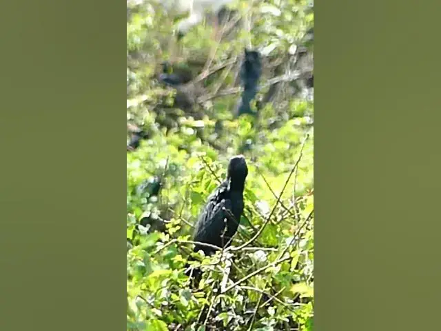 Video thumbnail for Top Wild Bird on Nest #BabiesBird  #Feedigbirds #nature #shortvideo #viralvideo #birds #birdlist
