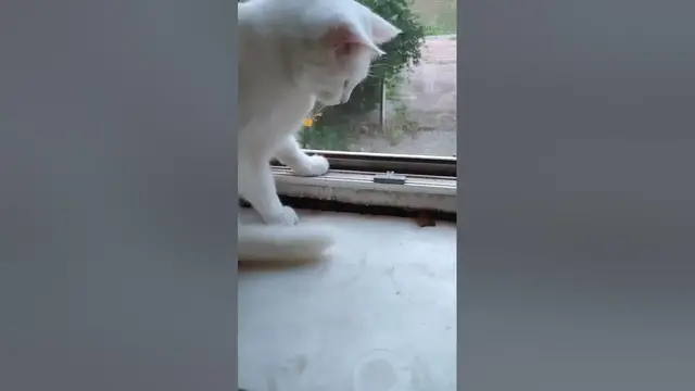 Video thumbnail for Cat vs. Butterfly🤔🤨😗#shorts