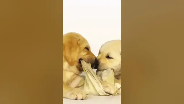 Video thumbnail for Pedigree Labrador puppies have been popular thanks#shorts