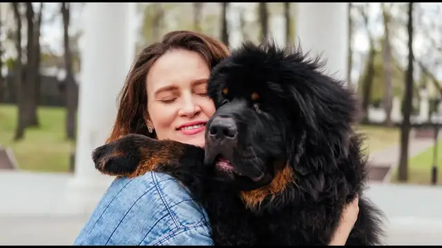 Video thumbnail for 27 Pros and Cons of Owning a Tibetan Mastiff