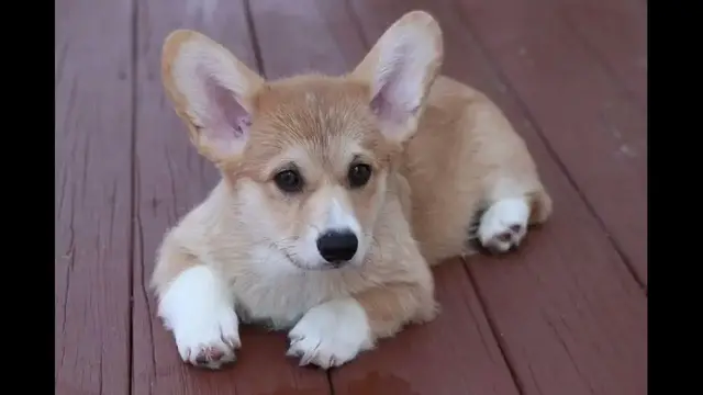 Video thumbnail for Are Corgis Good With Other Pets?
