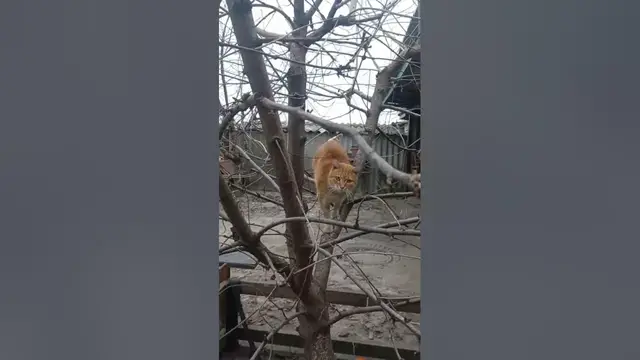 Video thumbnail for Why Does My Cat Like to Be in a Tree?