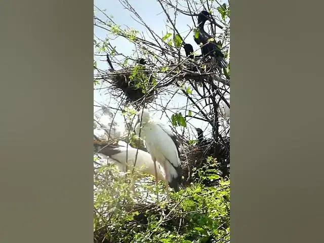 Video thumbnail for The Nest & Bird #birdspecies  #birdslover #finchbird #birdlist #nature #birdtypes #birdsound