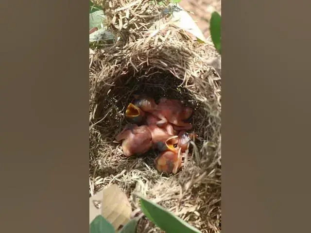 Video thumbnail for #birdslover #birdwatch #birdwatching #nature #birdfeeding #birdsound #birds #birdwatch #birdenthusia