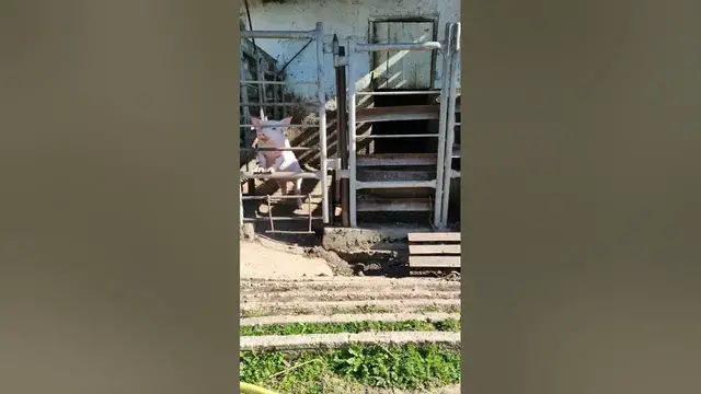 Video thumbnail for What Are Babies of Pigs Called?