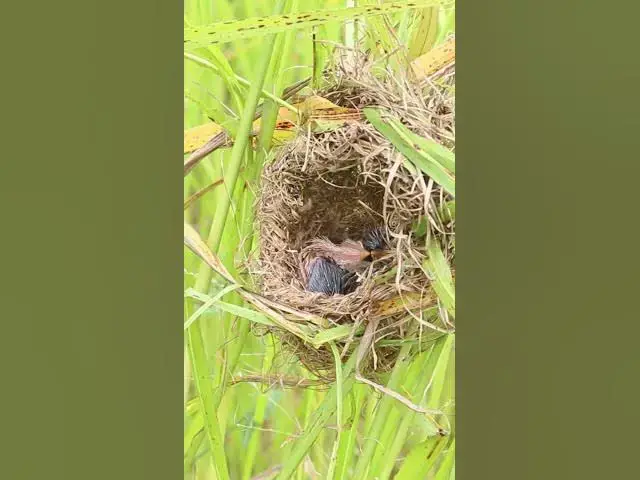 Video thumbnail for Top Golden Bird Babies in Nest EP#333 #Babybird #feeding #babybird #shorts ##birds #birdslover #bgmi