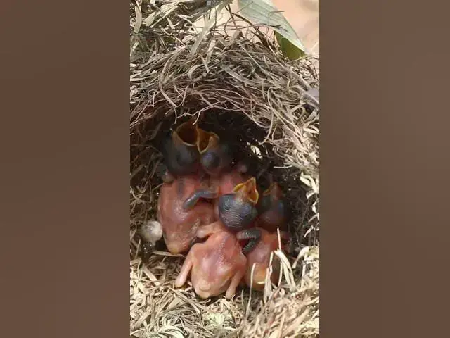 Video thumbnail for Big Bird Wait Feed  #birdparenting #birdwatching #nature #birdparents #birdspotting #birdslover