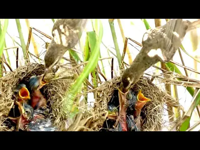 Video thumbnail for Wow The Best Mother Bird Grown Sparrow Feed babies Cries Feed