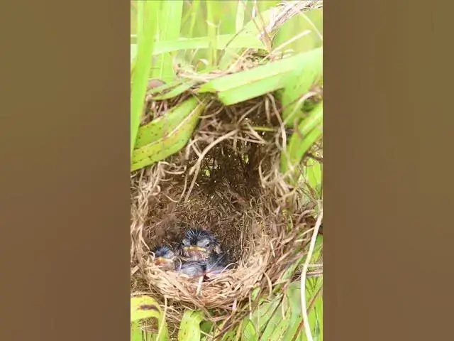 Video thumbnail for Gowth Bird Babies in Nest EP#332 #Babybird #feeding #babybird #shorts ##birds #birdslover #bgmi