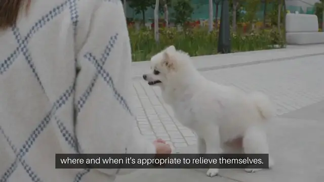 Video thumbnail for Housebreaking Puppies Advice