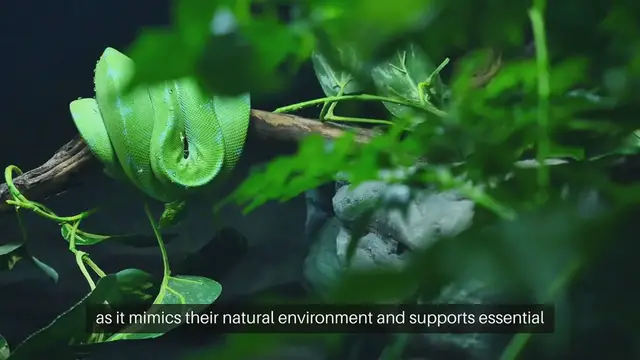 Video thumbnail for Snake Habitat Humidity Levels