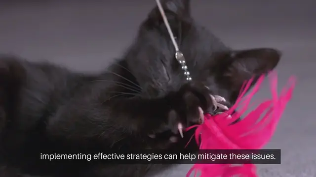 Video thumbnail for Cat Behavior Problems