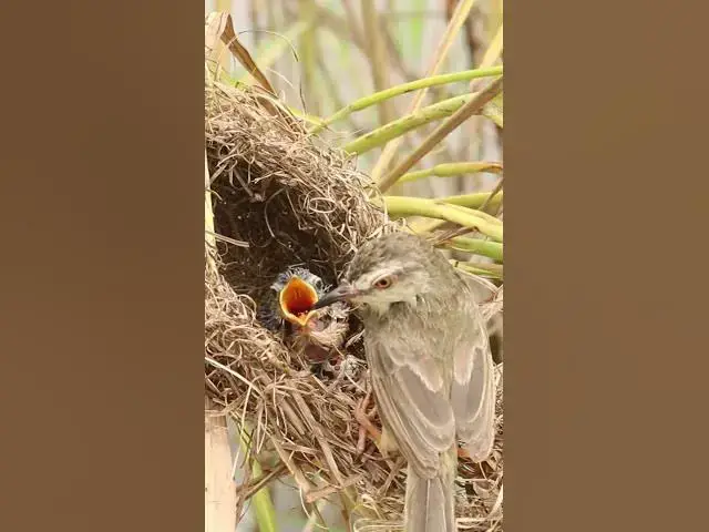 Video thumbnail for Mothet Bird & babies Viral 007  #birdparenting #birdwatching #birdslover #birdspotting #trending
