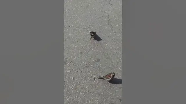 Video thumbnail for Curious sparrows🤔🤨😘#shorts