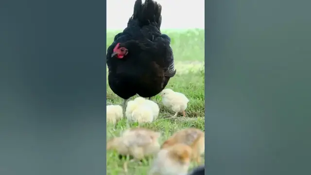 Video thumbnail for Can Ducks Drown?#shorts