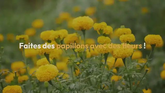 Video thumbnail for Papillons en fleurs : un landart facile à faire avec les enfants: