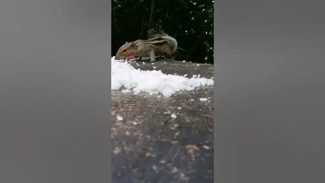 Video thumbnail for Squirrel eating food...